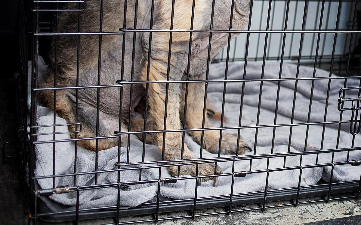 Inspektorzy KTOZ: "Elza jest potwornie chuda. Po odmoczeniu, między palcami wszędzie jest ropa..."