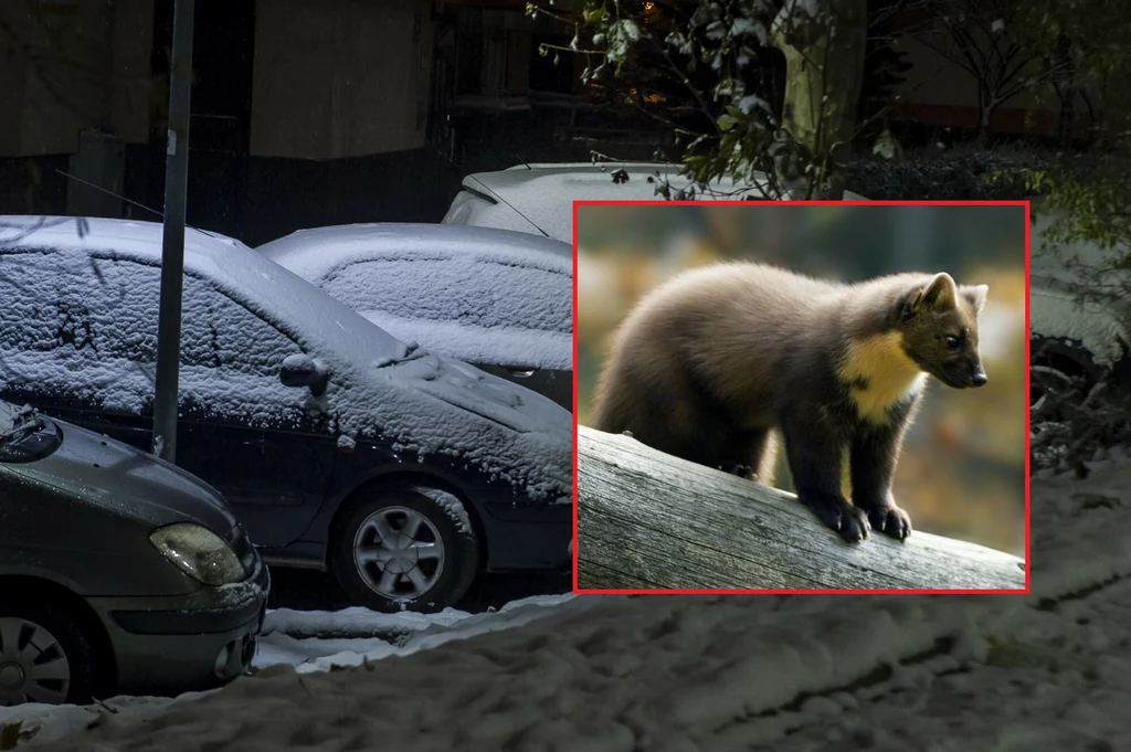 Jak pozbyć się spod maski auta dzikich zwierząt?