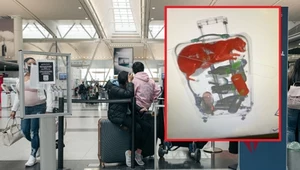 Na lotnisku JFK w Nowym Jorku znaleziono w walizce żywego kota