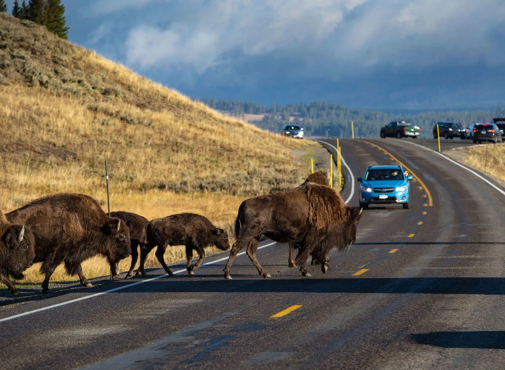 W Yellowstone trzeba uważać na przechodzące zwierzęta