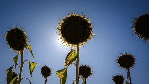 Wnioski o pomoc suszową do 30 listopada. 10 tys. zł można zyskać 