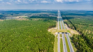 Przejdź bezpiecznie. Polskie mosty dla zwierząt są jednymi z najlepszych w Europie