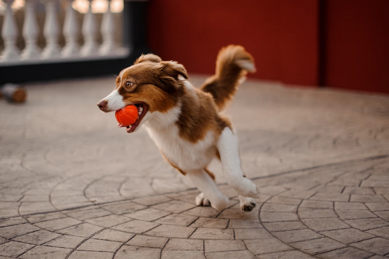 Znajomość anatomii psa pozwala właścicielom czworonogów szybciej wychwycić symptomy ewentualnego urazu czy choroby