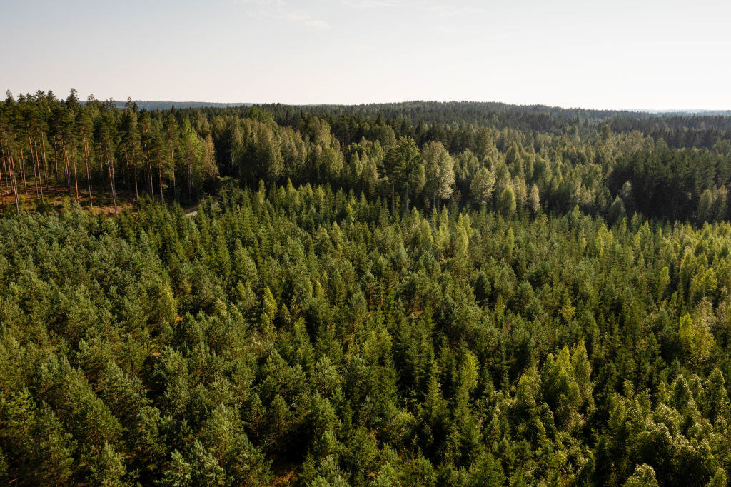 Finlandia jest najbardziej zalesionym krajem w Europie