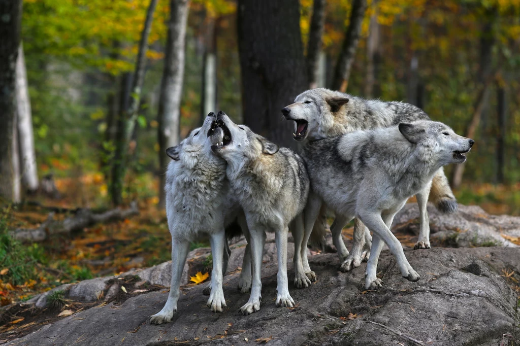 W Polsce żyje około 2 tys. wilków.