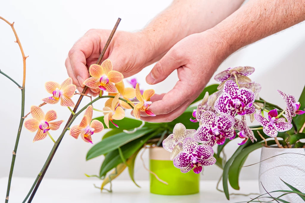 Wypróbuj sok z ziemniaków do pielęgnacji orchidei