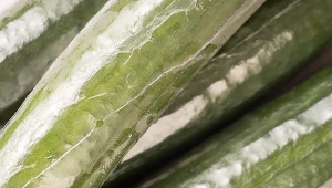 Po co ogórki są pakowane w folię?