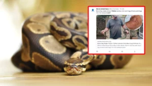 Pyton zaatakował dziecko i wciągnął je do basenu