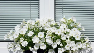 Podlej surfinie "płynnym złotem". Wystrzelą mnóstwem nowych kwiatów