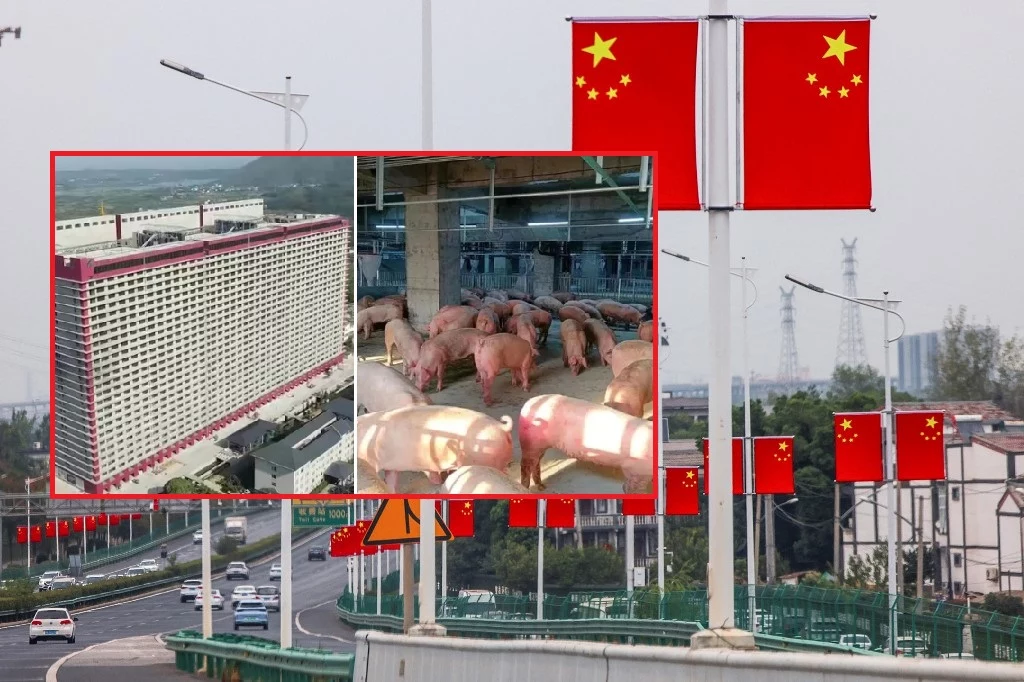 W prowincji Hubei w Chinach otwarto gigantyczną chlewnię W prowincji Hubei w Chinach otwarto gigantyczną chlewnię
