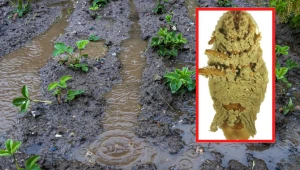 Grzyb Metarhizium robertsii oczyszcza wodę i glebę z rtęci; na małym zdjęciu karaluch pokryty grzybem M. robertsii