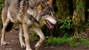 Pasożyt zwiększa odwagę wilków. Niezwykłe odkrycie biologów
