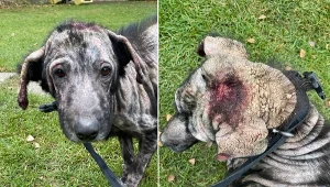 Suczka jest w bardzo złym stanie psychicznym