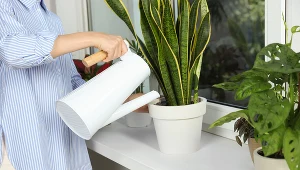  To najlepsza godzina na podlewanie roślin doniczkowych. Będą rosły, jak nigdy