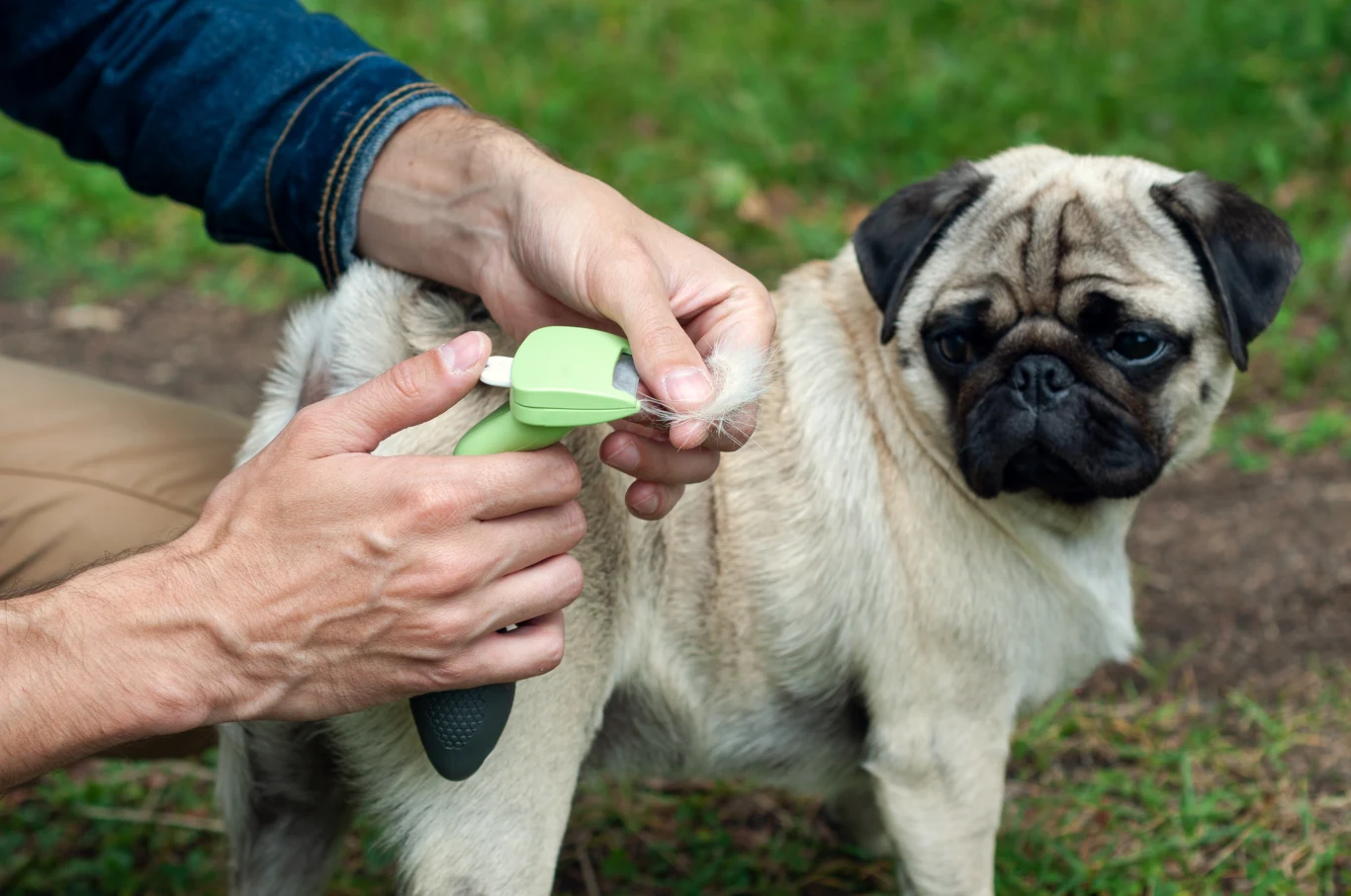 Dbaj o regularne wyczesywanie puplia