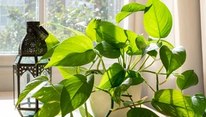 Epipremnum złociste – roślina, która zastąpi oczyszczacze powietrza