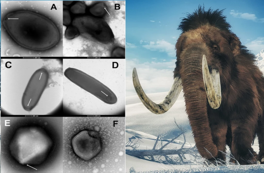 Ciała mamutów w wiecznej zmarzlinie zawierają prehistoryczne wirusy. Część może być groźnych dla ludzkości.