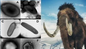 Megawirus "Mamut" sprzed 50 tysięcy lat znaleziony na Syberii! Jest groźny?