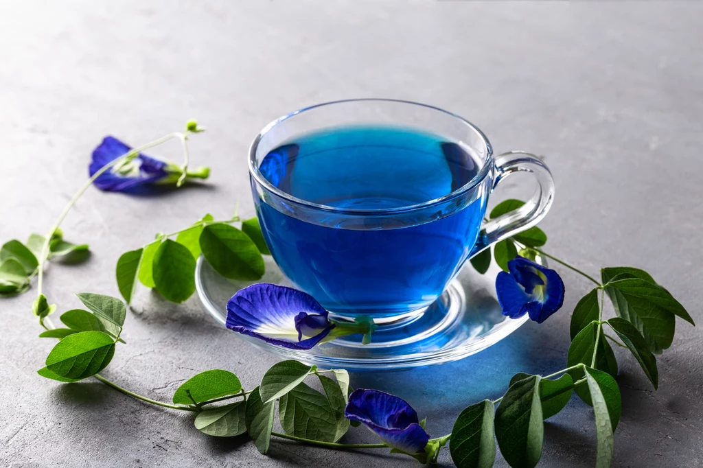 Niebieska herbata powstaje z suszonych kwiatów klitorii ternateńskiej