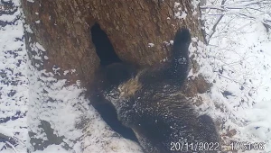 Niedźwiedzie układają się do zimowego snu