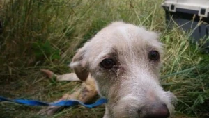 Pies zakopany żywcem. Policja szuka właścicielki