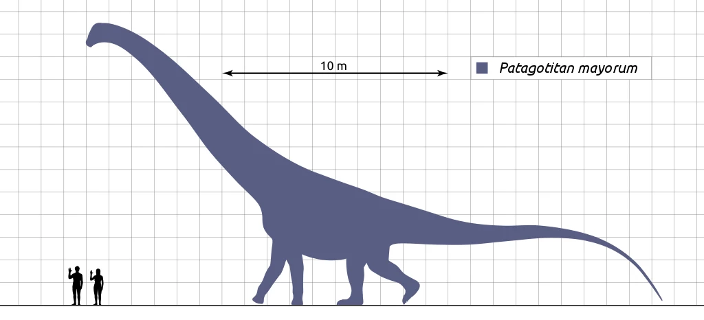 Porównanie wielkości człowieka oraz Patagotitan mayorum