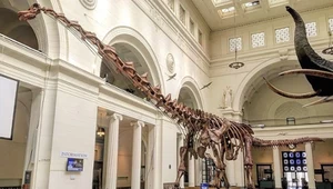 Tytanozaur gigant. Ma 37 metrów i już niedługo stanie w londyńskim muzeum