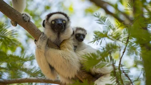 Człowiek doprowadził do wyginięcia dużych zwierząt na Madagaskarze