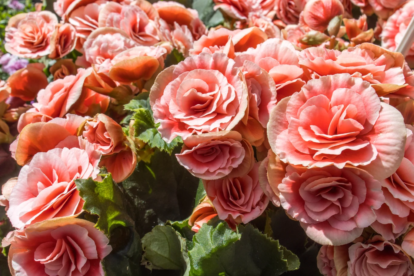 Jak przezimować begonię. Wystarczy kilka prostych kroków. Jak przezimować begonię. Wystarczy kilka prostych kroków.