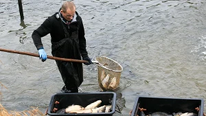 Takiej sytuacji jeszcze przed świętami nie było. Rybacy podali pierwsze ceny karpia