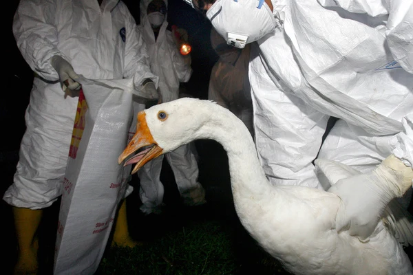 Gęsi i indyki najbardziej zagrożone. AFP TENGKU BAHAR/tb/ac