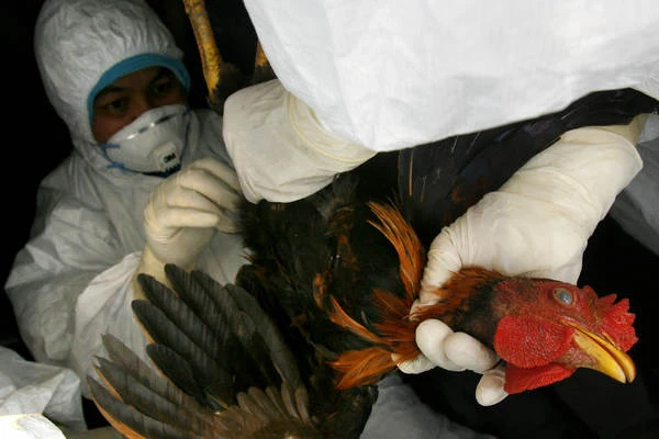 Chiny szczepią drób Fot. AFP-PH-EUR 5 HTH MYS AFP/FILES AFP TENGKU BAHAR/tb/ac