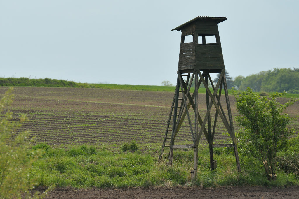 Czy dzieci będą zabijać zwierzęta?