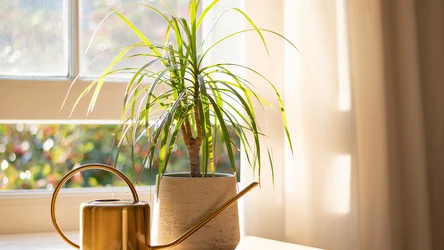 Jakiego zabiegu dracena potrzebuje wiosną?