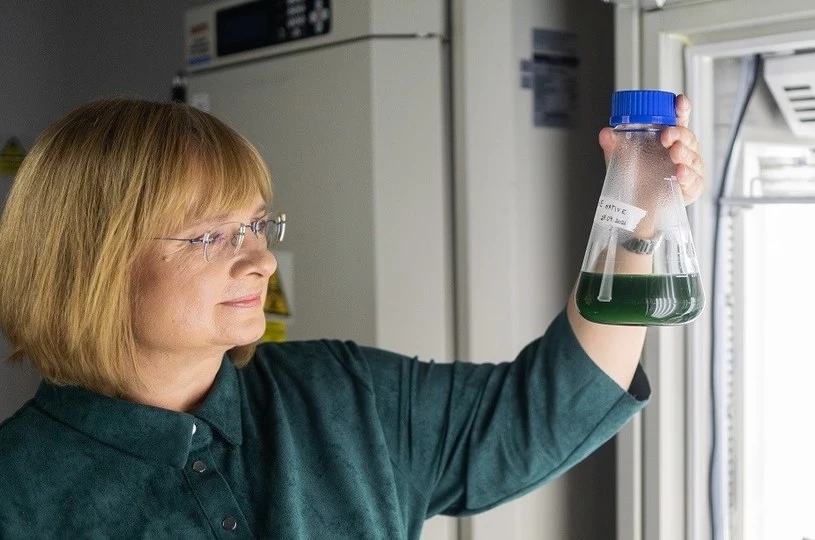 Nowy szczep alg odkryty przez polskich naukowców może mieć wiele zastosowań w przemyśle i ochronie środowiska