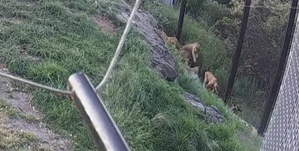Zoo w Sydney opublikowało nagranie, na którym widać jak lwy uciekły z ośrodka Zoo w Sydney opublikowało nagranie, na którym widać jak lwy uciekły z ośrodka