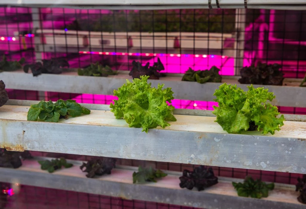 Hydroponika to metoda stosowana w rolnictwie wertykalnym. Hydroponika to metoda stosowana w rolnictwie wertykalnym.