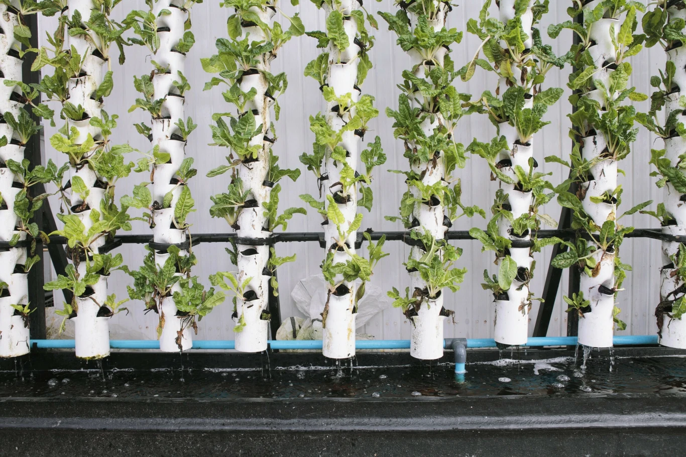 Hydroponiczna uprawa w szklarni Hydroponiczna uprawa w szklarni