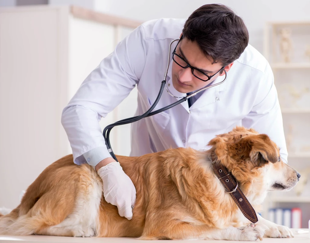Weterynarz podpowie ci, jak obchodzić się z psem chorym na cukrzycę