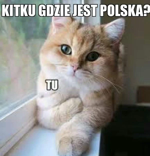 Kot z popularnego mema nie ma problemu z odpowiedzią