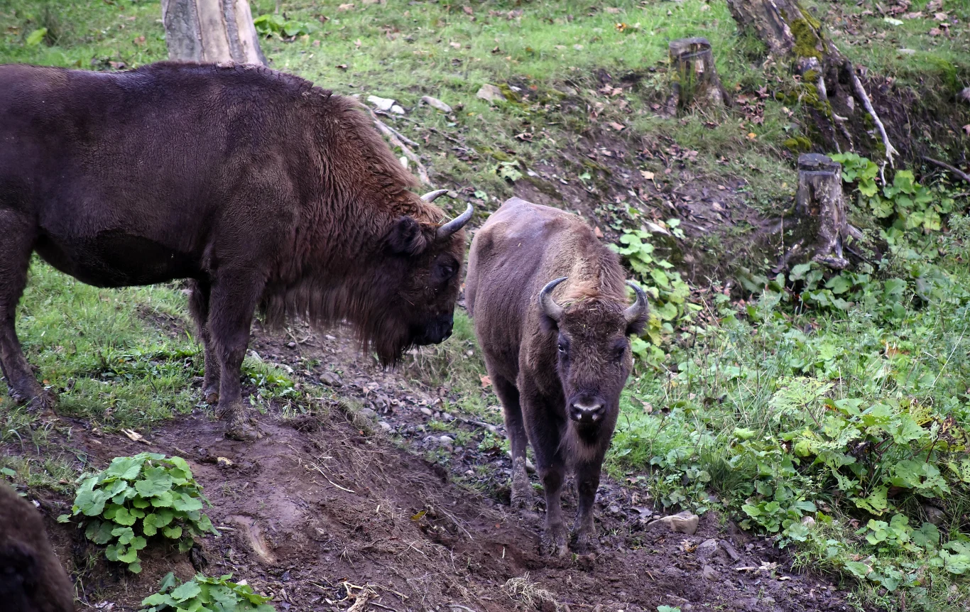 Żubry linii białowiesko-kaukaskiej