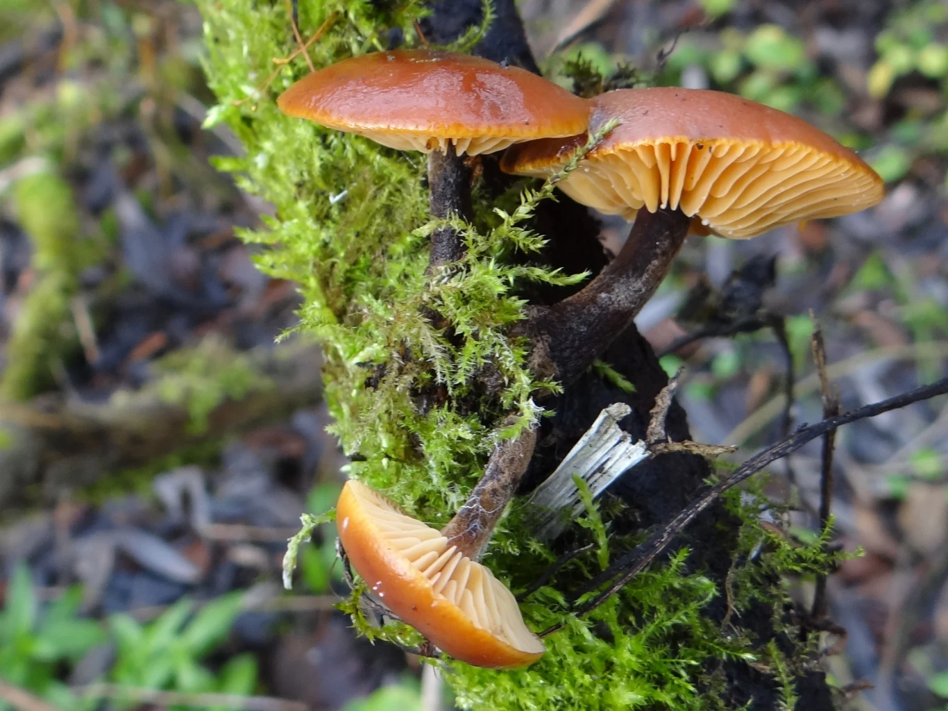 Płomiennica zimowa rośnie najobficiej na topolach i wierzbach, w tym na martwych drzewach. 