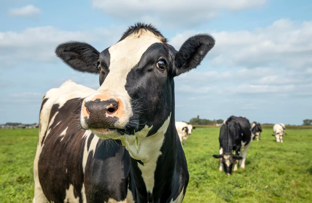 Stado krów stało się w Kanadzie narodową sensacją po tym jak zwierzęta uciekły z hodowli i od miesięcy nikt nie może ich złapać