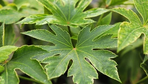 Czemu liście fatsji japońskiej żółkną i obumierają? Poznaj przyczynę i zacznij działać