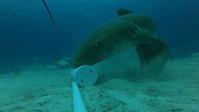 Dzięki nagraniom z podwodnych kamer naukowcy odkryli, że rekiny potrafią jeść do góry brzuchem czy "chodzić" płetwami po dnie morskim