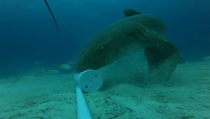 Rekiny potrafią "chodzić". Podwodne nagrania pokazują ich niezwykłe talenty