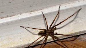 Postaw tę roślinę we wszystkich pokojach. Pająki i insekty uciekną w popłochu