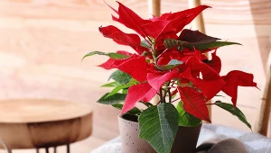 W tym miejscu nigdy nie kładź gwiazdy betlejemskiej. Już jej nie odratujesz