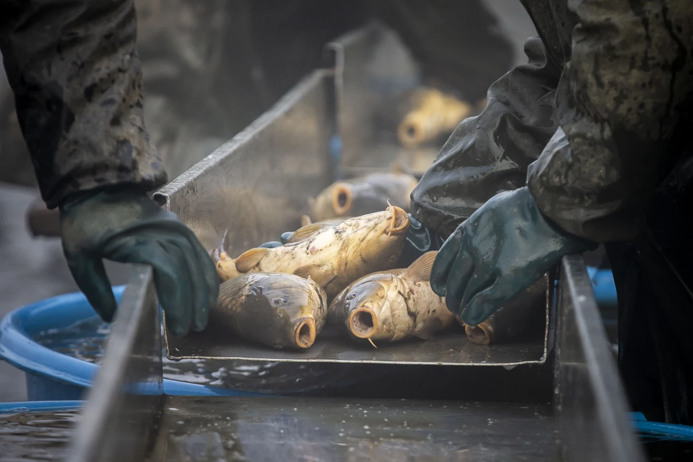 Trzymanie karpi bez wody jest przestępstwem