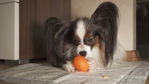 Czy pies może jeść mandarynki? Weterynarze mają jasną odpowiedź